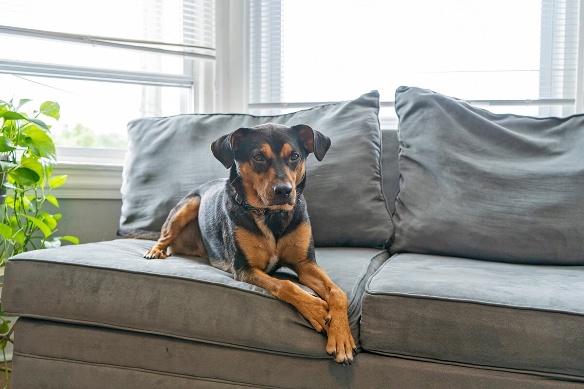 Sierść psa na kanapie